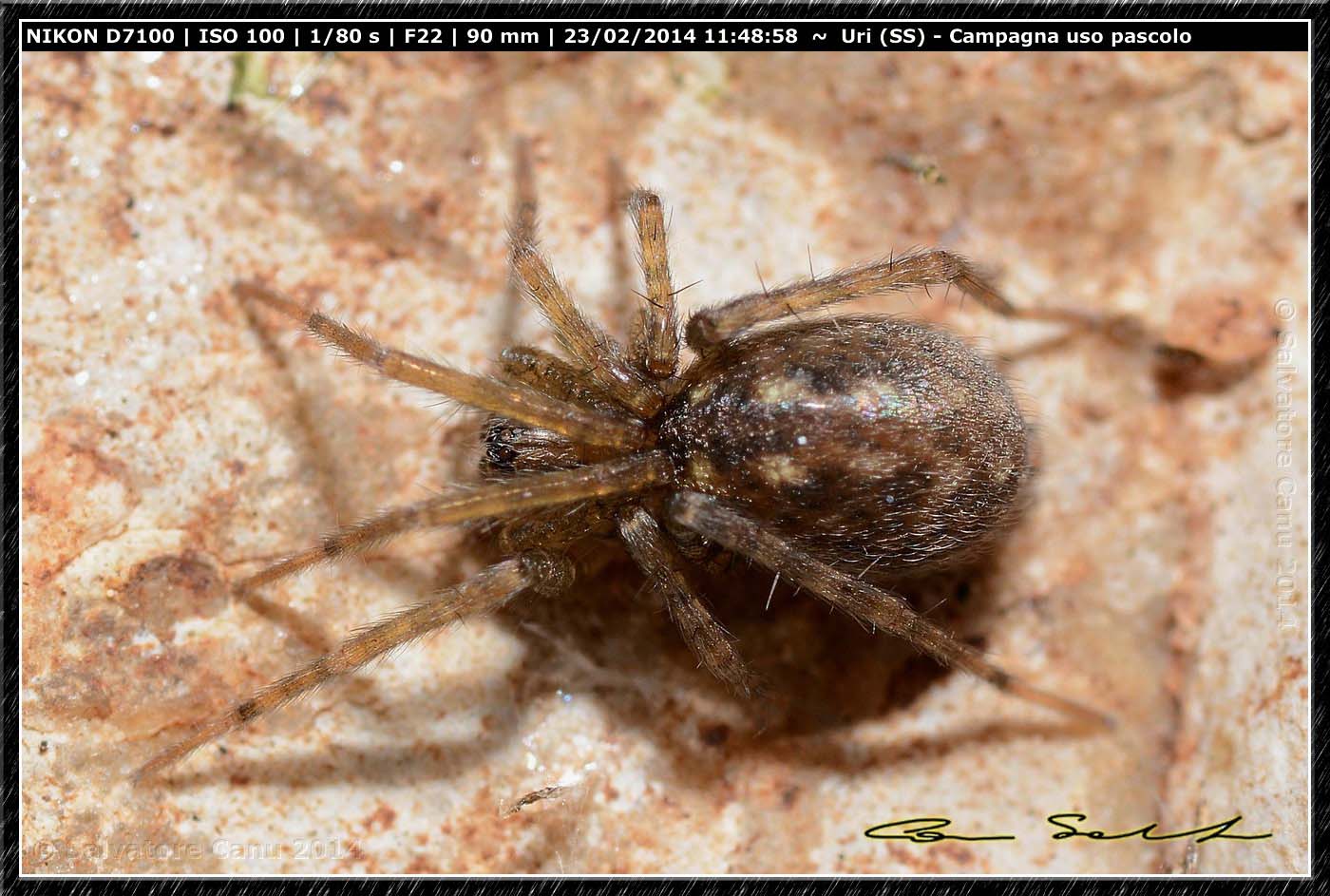 Tegenaria sp. - Uri (SS)